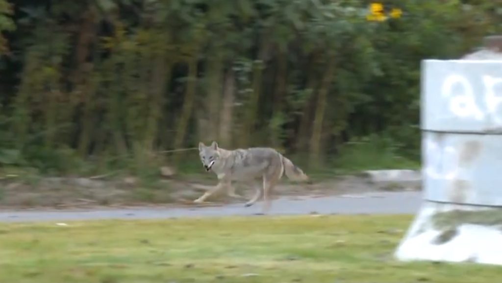 Liberty Village residents spark concerns over presence of 'aggressive' coyotes