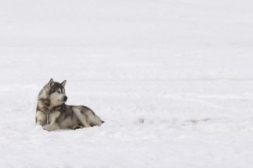 Ottawa to deliver apology, $45M in compensation for Nunavik Inuit dog slaughter