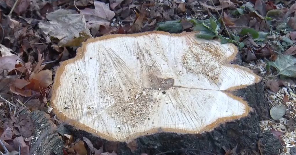 Illegal tree cutting a big problem in Toronto, advocates say. Residents in one neighbourhood witnessed it in action