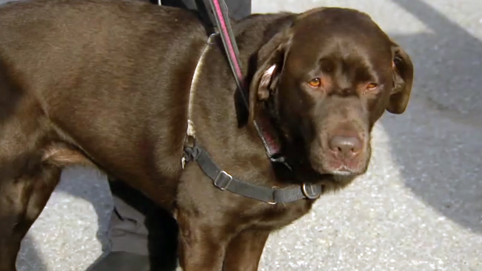 Roxy reunited with family, carjacking suspect arrested