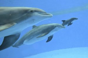 Video shows dolphin calf birth and first breath at Chicago zoo. Mom’s friend helped