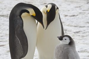 Emperor penguins show dramatic decline in one region of Antarctica, satellite photos show
