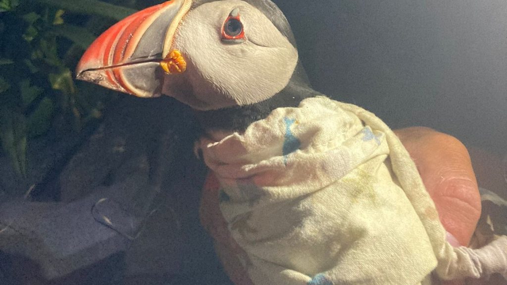 A 33-year-old puffin, seen in this handout photo, was found on Machias Seal Island, N.B., by University of New Brunswick researchers in July 2025. The puffin is banded JG18. THE CANADIAN PRESS/Handout - Daniel Oliker, UNB (Mandatory Credit)
