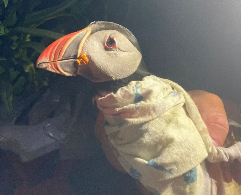 A 33-year-old puffin, seen in this handout photo, was found on Machias Seal Island, N.B., by University of New Brunswick researchers in July 2025. The puffin is banded JG18. THE CANADIAN PRESS/Handout - Daniel Oliker, UNB (Mandatory Credit) 