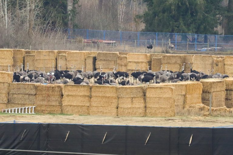 Ostriches are corralled inside of a cull enclosure near the Universal Ostrich Farms in Edgewood, B.C., after the Supreme Court of Canada declined to hear the farm’s appeal against an order to cull more than 300 of its ostriches on Thursday, Nov. 6, 2025. THE CANADIAN PRESS/Aaron Hemens 