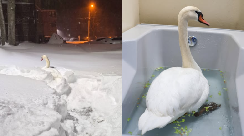 SWAN RESCUED FROM FROZEN HELL! You Won't Believe What Happened Next...