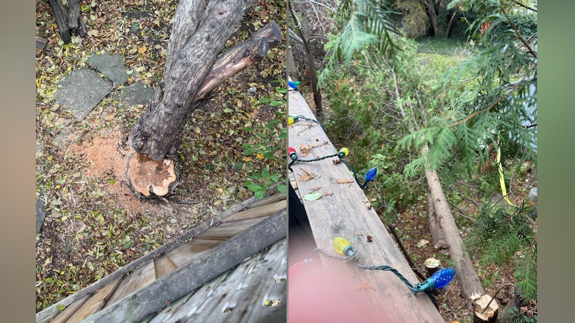 Leaside residents accuse developer of cutting down trees in the middle of the night