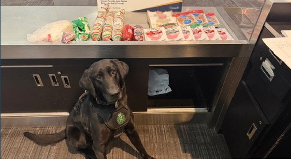 CBSA detector dog finds 5 kgs of undeclared meats and butter in luggage from Germany