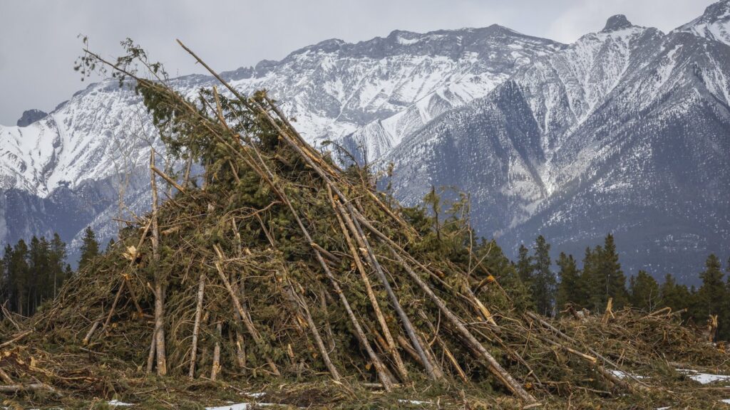 A burn pile of trees from a clear cut fire break that is part of wildfire mitigation steps being taken is pictured in Canmore, Alta., Thursday, March 5, 2026. THE CANADIAN PRESS/Jeff McIntosh