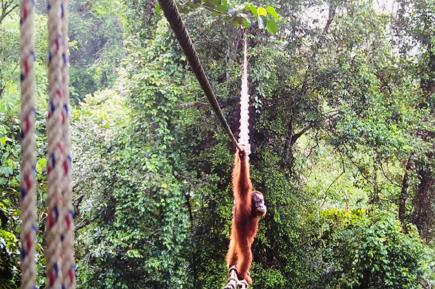 Young Male Sumatran Orangutan Uses New Canopy Bridge Over Indonesian Road, Footage Shows