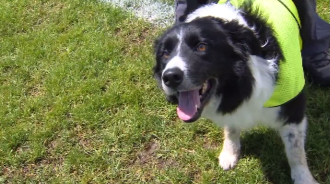 Two border collies help keep Canada geese off FIFA World Cup training pitch at Centennial Park