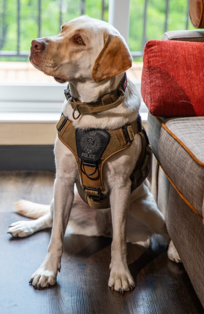 Meet the Halton Region Police Service’s new Electronic Storage Detection dog