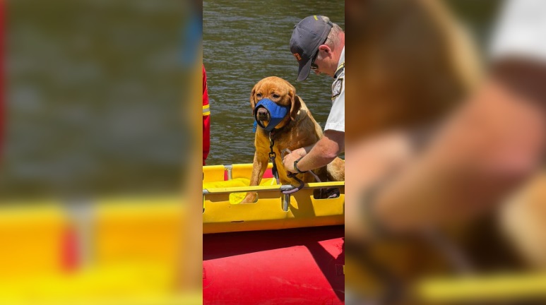 Willow the dog being rescued. (Ground Search and Rescue KW)